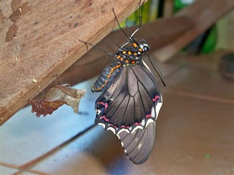 borboleta paraguaio|BORBOLETA PARAGUAIA